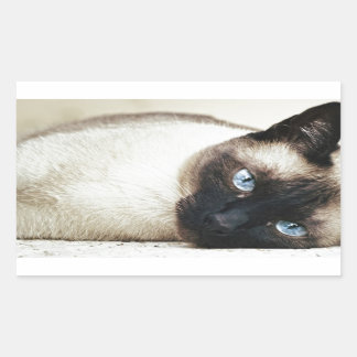 Siamese Cat Pet Purr Meow Kitty Destiny Art Rectangular Sticker