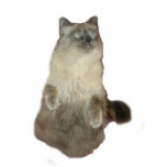 Siamese Cat Photo Sculpture<br><div class="desc">A Siamese mix cat  sitting up  makes a great gift for cat lovers</div>