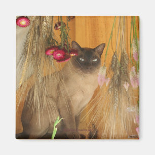 Siamese Cat Posing Animal Photography Magnet #3