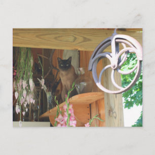 Siamese Cat Posing Animal Photography Postcard #2