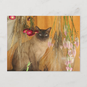 Siamese Cat Posing Animal Photography Postcard #3
