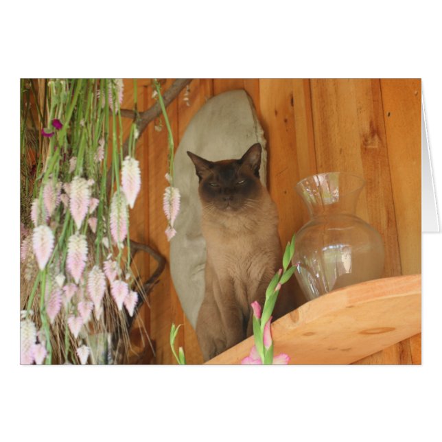 Siamese Cat Posing Photography Card #1 (Front Horizontal)