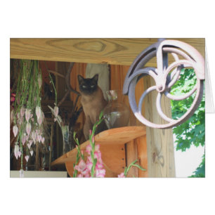 Siamese Cat Posing Photography Card #2