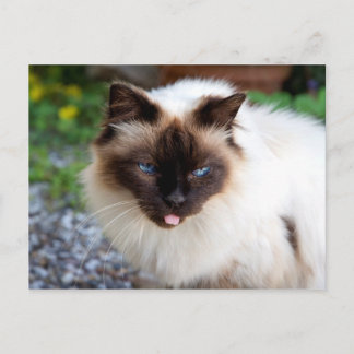 Siamese cat postcard