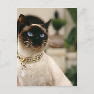 Siamese Cat Postcard