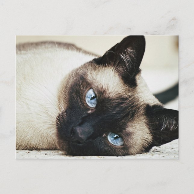Siamese Cat Postcard (Front)