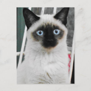 Siamese Cat Postcard