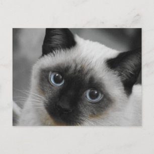Siamese Cat Postcard