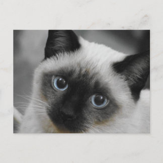 Siamese Cat Postcard