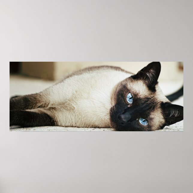 Siamese Cat Poster (Front)