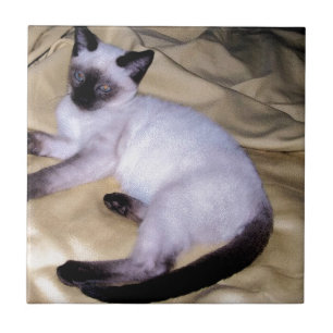 Siamese cat sandstone animal art pet cute kitty ceramic tile