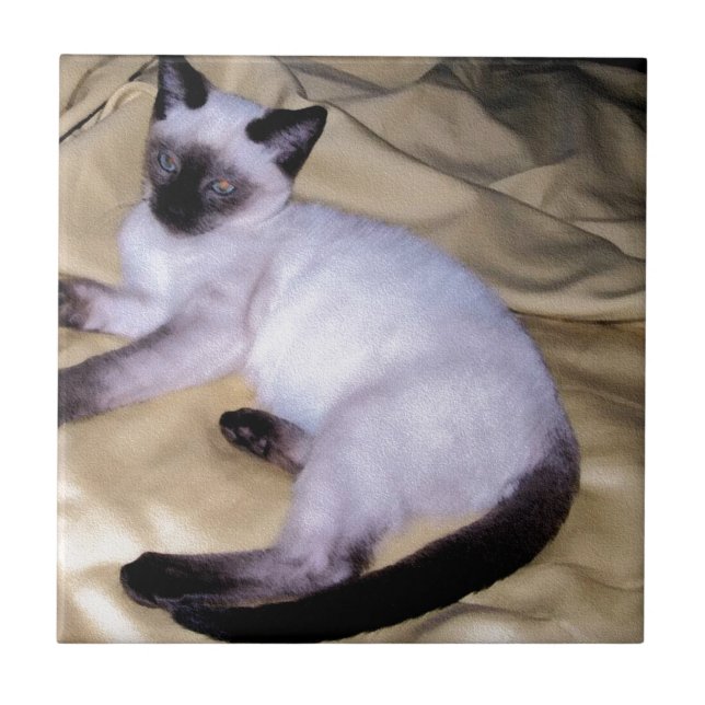 Siamese cat sandstone animal art pet cute kitty ceramic tile (Front)