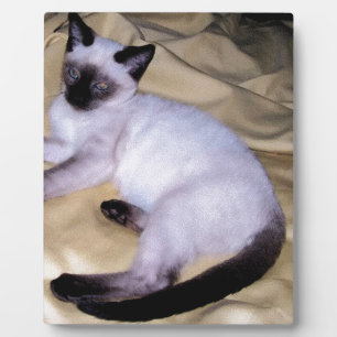 Siamese cat sandstone animal art pet cute kitty plaque