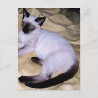 Siamese cat sandstone animal art pet cute kitty
