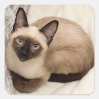 Siamese cat sticker
