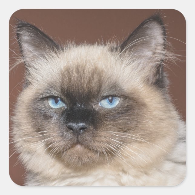 Siamese cat stickers (Front)