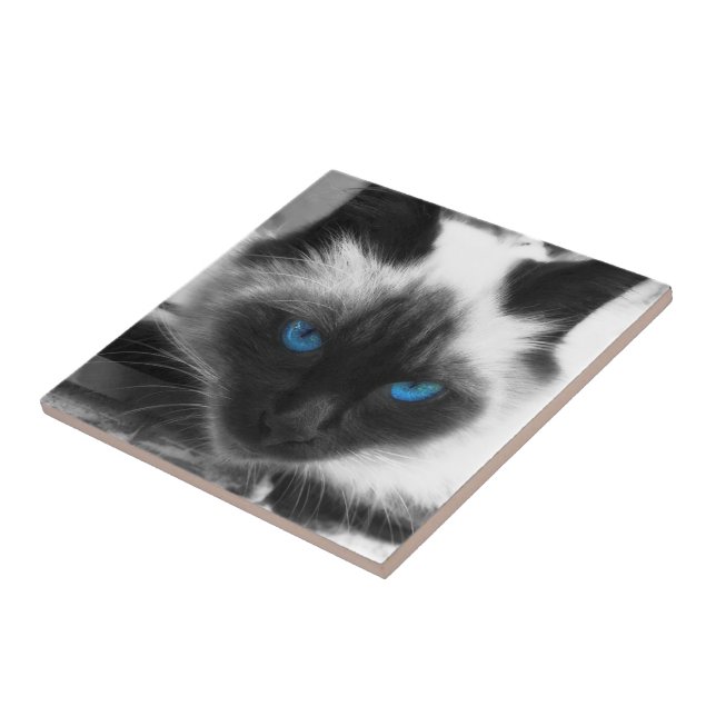 Siamese Cat Tile (Side)