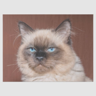 Siamese cat tissue paper