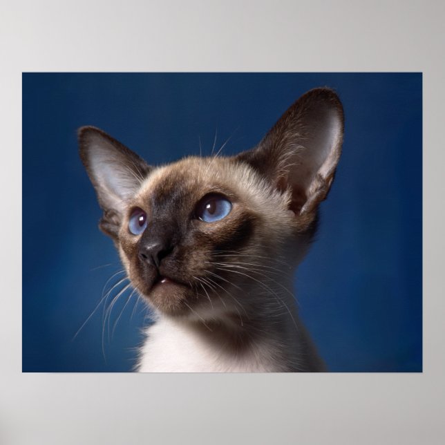 Siamese Cat with Blue Eyes Poster (Front)