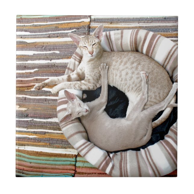 Siamese Cats Just Chillin! Ceramic Tile (Front)