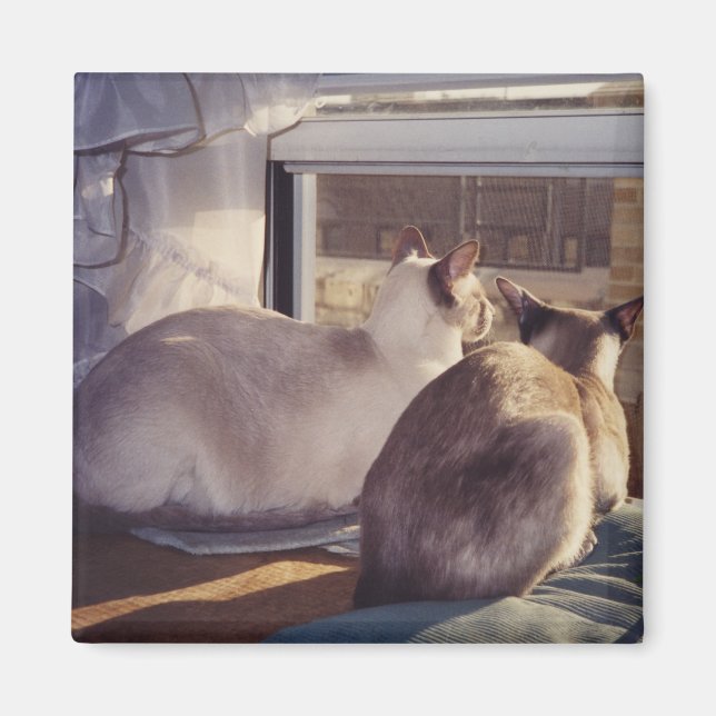 Siamese Cats Two at Window (2) Magnet (Front)