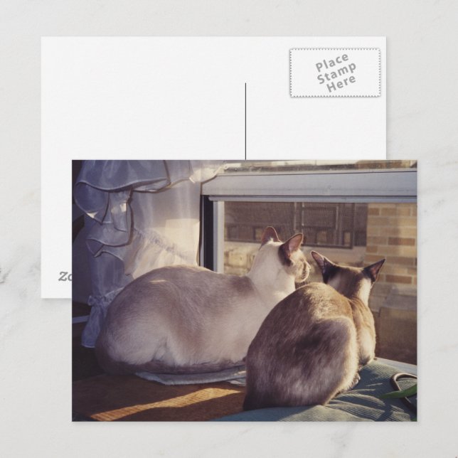 Siamese Cats Two at Window (2) Postcard (Front/Back)