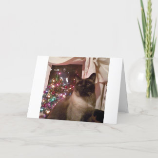 siamese christmas holiday card