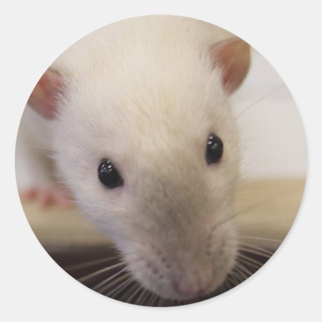 Siamese Fancy Rat Stickers (Front)