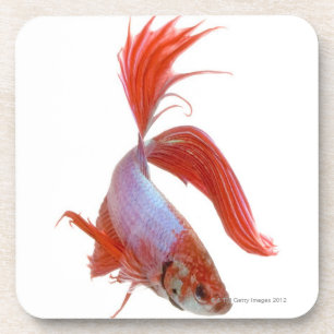 Siamese fighting fish (Betta splendens) Coaster