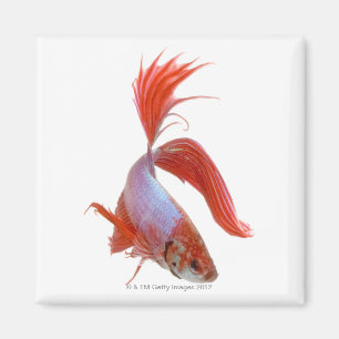 Siamese fighting fish (Betta splendens) Magnet