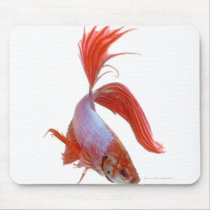 Siamese fighting fish (Betta splendens) Mouse Pad