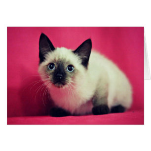 Siamese Kitten Blank Inside Card