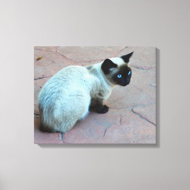Siamese kitten canvas print (Front)