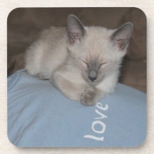 Siamese kitten  coaster
