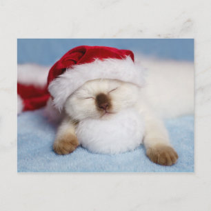 Siamese Kitten: Holiday Napping Postcard