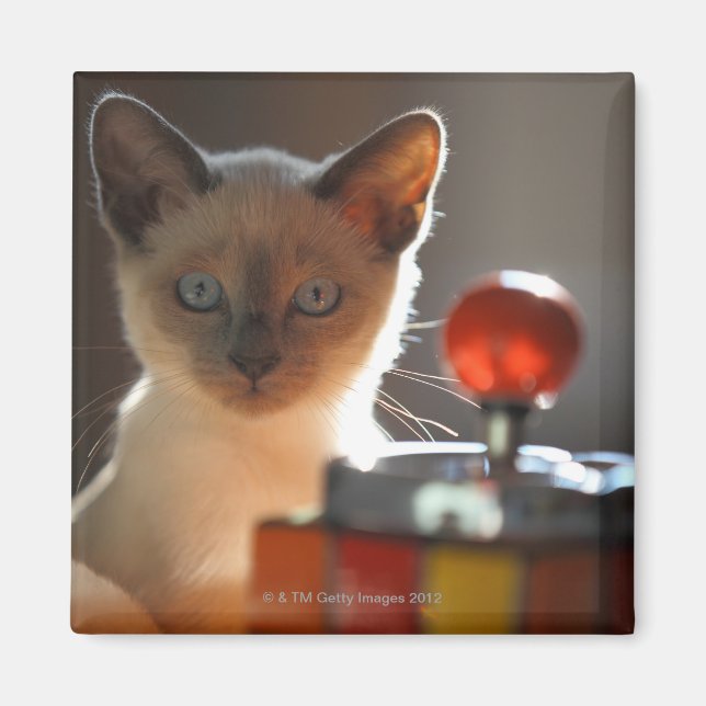 Siamese kitten magnet (Front)