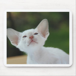Siamese kitten mouse pad