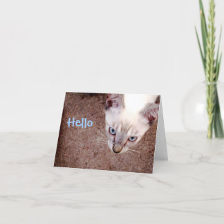 Siamese kitten note card "hello"