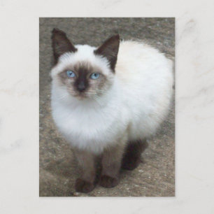 Siamese Kitten Photo Postcard
