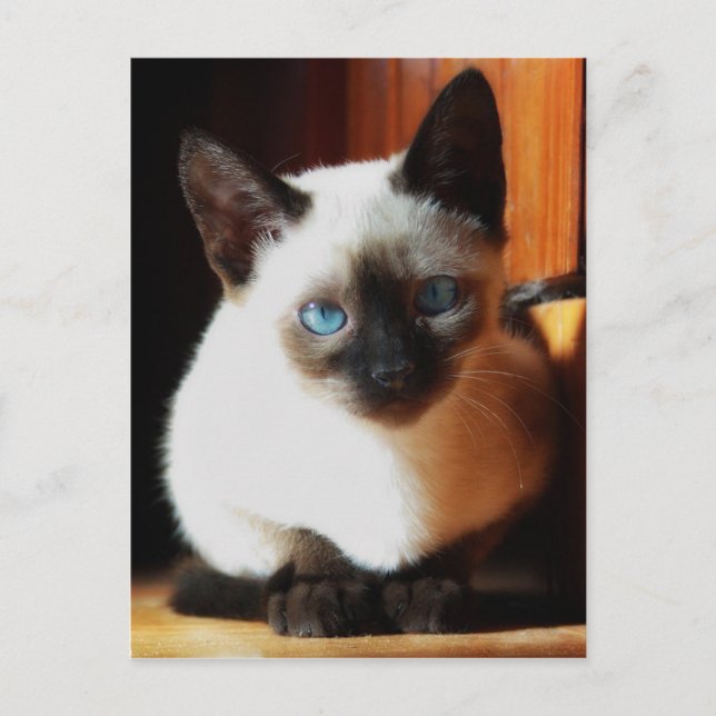 Siamese Kitten Postcard (Front)