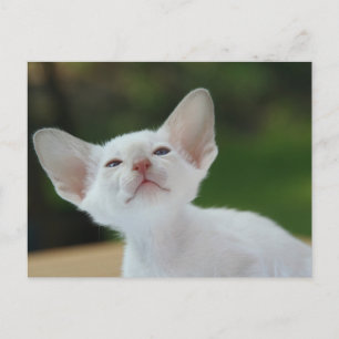 Siamese kitten postcard