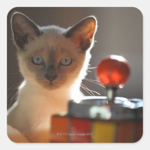 Siamese kitten square sticker