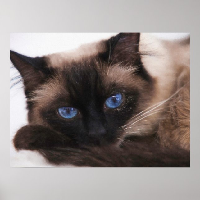Siamese Kitten Sweetie Face Poster (Front)