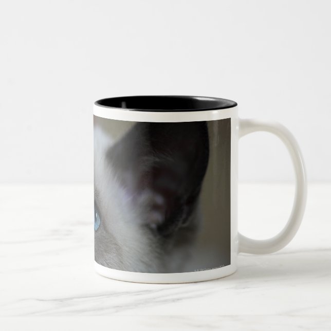 Siamese kitten Two-Tone coffee mug (Right)