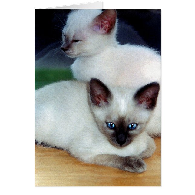 Siamese Kittens Card (Front)