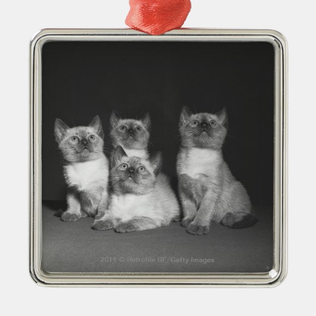 Siamese kittens looking up B&W Metal Ornament (Front)