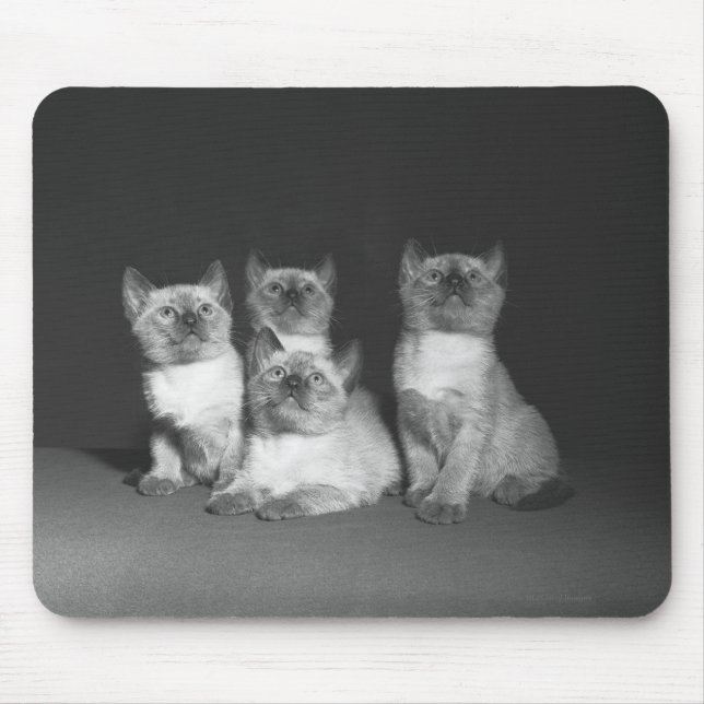 Siamese kittens looking up B&W Mouse Pad (Front)