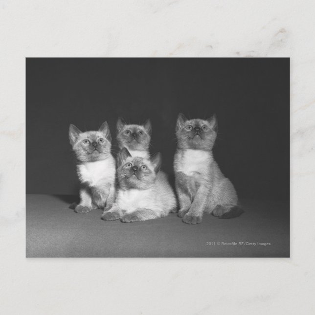 Siamese kittens looking up B&W Postcard (Front)