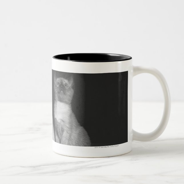 Siamese kittens looking up B&W Two-Tone Coffee Mug (Right)