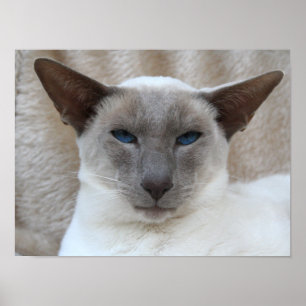 Siamese Kitty Cat Customisable Poster